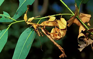 Extatosoma: Spiny leaf insects - in mating mode, camouflaged