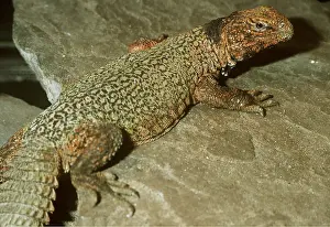 Lizards: SPINY LIZARD