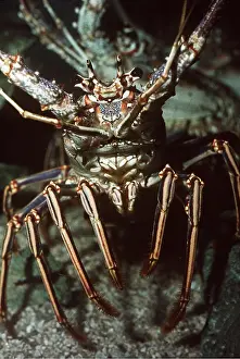 Lobster: SPINY LOBSTER