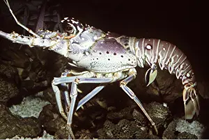 Lobster: SPINY LOBSTER