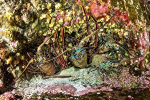 Eumalocostraca: Spiny lobster, Panulirus penicillatus, Roca Partida