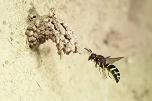 Apocrita: Spiny Mason Wasp (Odynerus spinipes) approaching