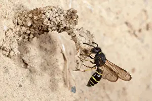 Apocrita: Spiny Mason Wasp (Odynerus spinipes) on landing