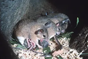Burrows: SPINY MOUSE & YOUNG - row of mice with young
