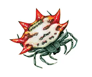 Miles Kelly Publishing: Spiny Orb-Weaver