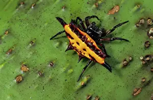 Orbweaver: Spiny Orb-weaver Spider