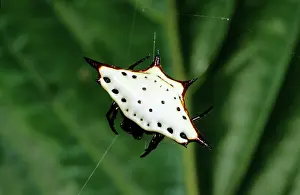 Orbweaver: Spiny Orb-weaver Spider