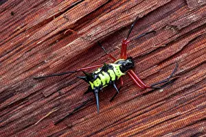 Amazonian: Spiny orbweaver (Micrathena kirbyi), Belizon, French