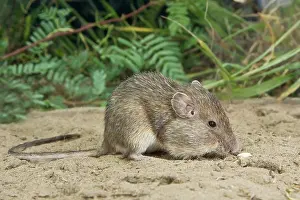 Pocket: Spiny Pocket Mouse