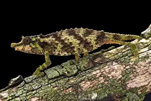 Acuminatus: The Spiny pygmy chameleon (Rhampholeon acuminatus)