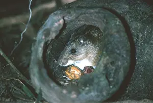 Rats: SPINY RAT - in hollow log den to eat food in safety