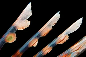 Rays: Spiny rays of the dorsal fin, venomous, common lionfish