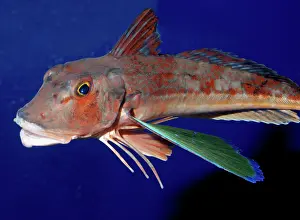 Spinosus: Spiny Red Gurnard, north west Pacific