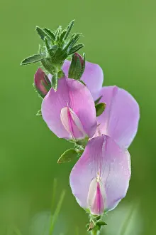 Spinosa: Spiny Restharrow