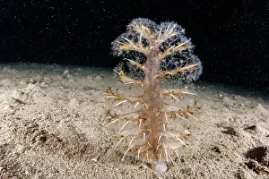 Campania: Spiny sea-pen (Pteroides griseum), Puolo Bay, Ma