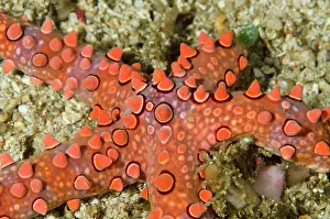 Kapal: Spiny Sea Star
