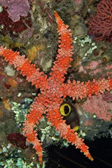 Spiny: Spiny Sea Star