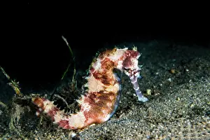 Hippocampus: Spiny Seahorse ( Hippocampus histrix) Malapascua