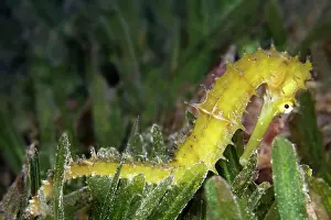 Zosteraceae: Spiny Seahorse (Hippocampus histrix) on sea grass
