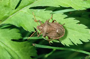 Bidens: Spiny Shield Bug