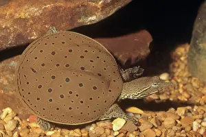 Softshell: Spiny Softshell Turtle