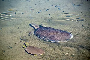 Cryptodira: Spiny Softshell Turtle