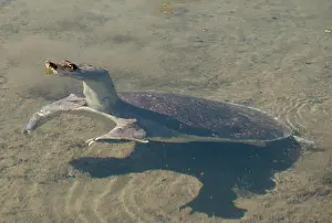 Cryptodira: Spiny Softshell Turtle