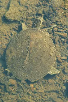Chelonian: Spiny Softshell Turtle