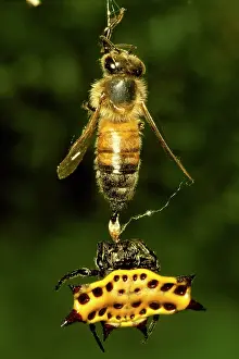 Vittata: A Spiny spider - and a Honeybee prey, both dead