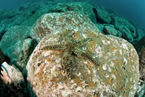 Echinoderms: spiny starfish - Madeira Island Portugal Atlantic Ocean