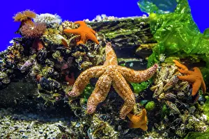 Metropolis: Spiny Starfish, Two Oceans Aquarium, Cape Town