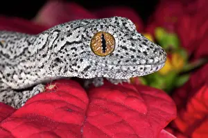Williamsi: Spiny Tail Gecko (Strophurus williamsi)