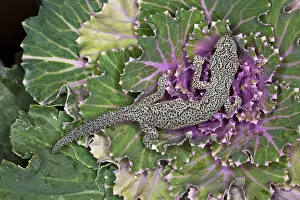 Williamsi: Spiny Tail Gecko (Strophurus williamsi)