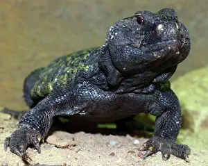 Agamids: Spiny Tailed Agamid, male