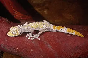 Diplodactylus: Spiny Tailed Gecko (Diplodactylus sp.)