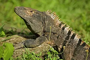 Omnivorous: Spiny-tailed Iguana