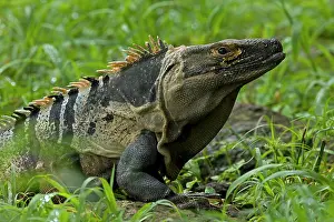 Omnivorous: Spiny-tailed Iguana