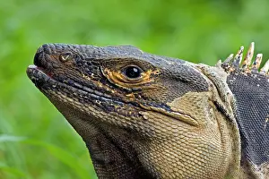 Omnivorous: Spiny-tailed Iguana