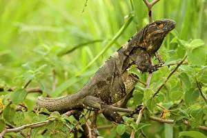 Similis: Spiny-tailed Iguana
