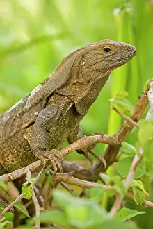 Similis: Spiny-tailed Iguana
