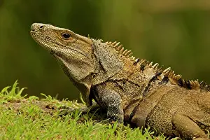 Similis: Spiny-tailed Iguana