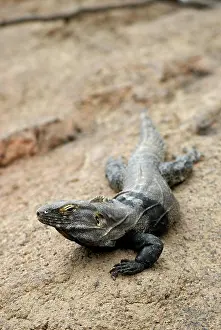 Similis: Spiny-Tailed Iguana
