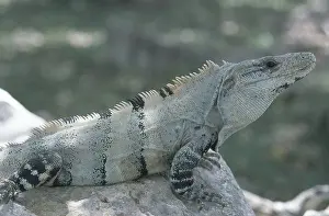 Yucatan: Spiny-tailed Iguana