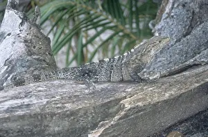 Antonio: Spiny-tailed Iguana