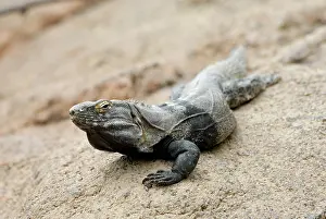 Sonora: Spiny-Tailed Iguana