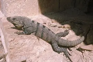 Yucatan: Spiny-tailed Iguana
