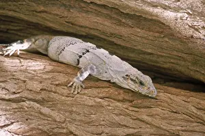 Yucatan: Spiny-tailed Iguana