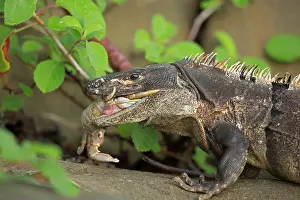 Similis: Spiny-tailed Iguana / Black Ctenosaur - eating