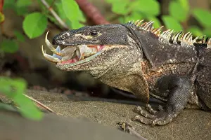 Similis: Spiny-tailed Iguana / Black Ctenosaur - eating - Tropical dr