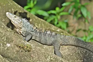 Similis: Spiny-tailed Iguana; Black Iguana; Black Ctenosaur